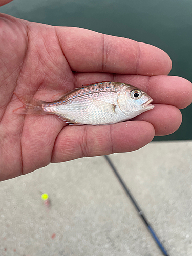 タイの釣果