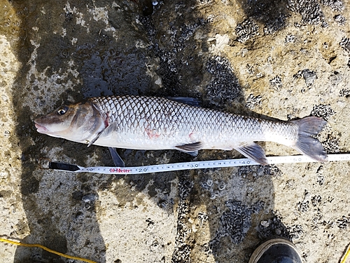 ニゴイの釣果