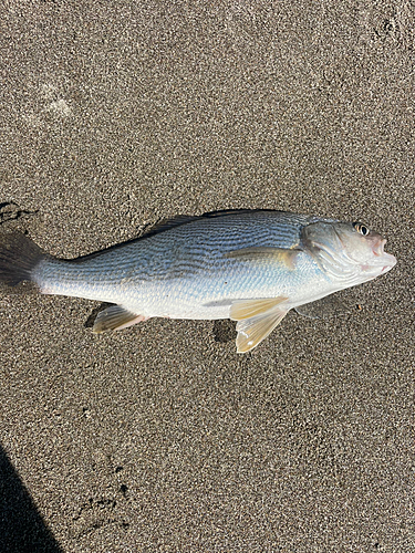 イシモチの釣果