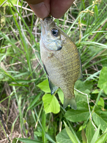 ブルーギルの釣果