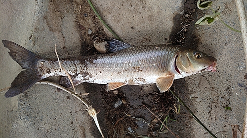 ニゴイの釣果