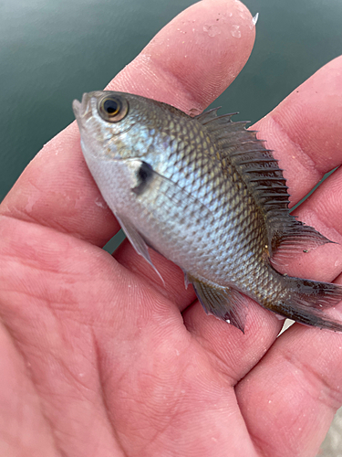 スズメダイの釣果