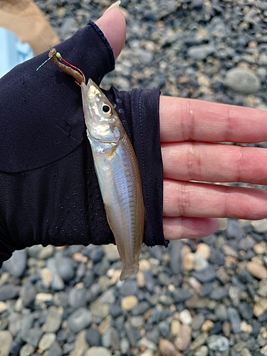 キスの釣果