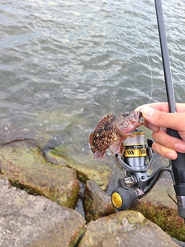 アラカブの釣果