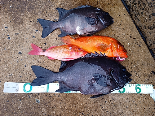 イシダイの釣果