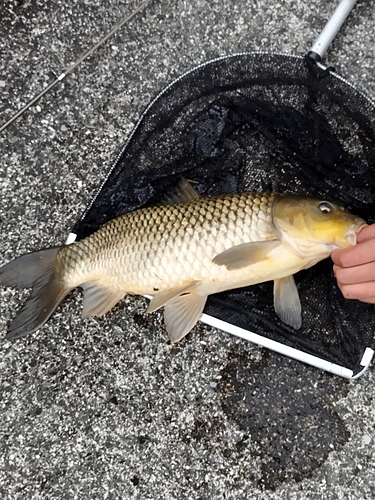 コイの釣果