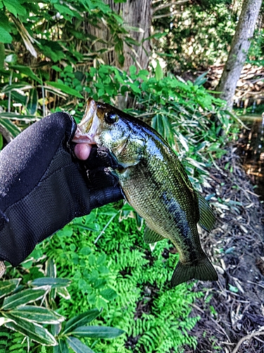 ブラックバスの釣果