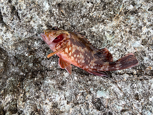 カサゴの釣果