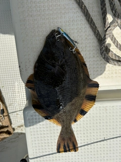 ヌマガレイの釣果