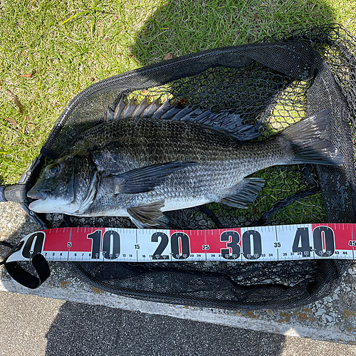 クロダイの釣果