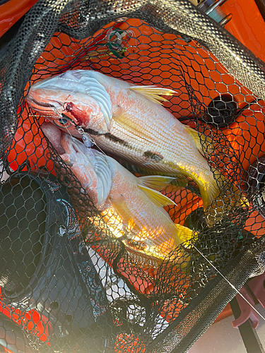 ヨコスジフエダイの釣果