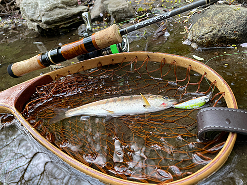 ヤマメの釣果