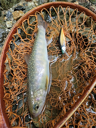 イワナの釣果