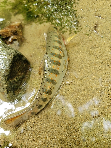 アマゴの釣果