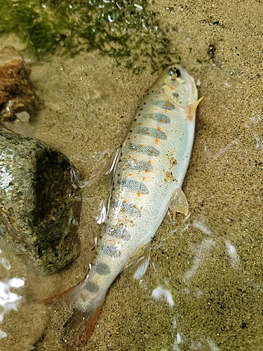 アマゴの釣果