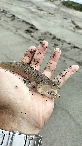 エソの釣果