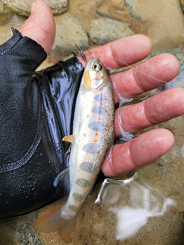 アマゴの釣果