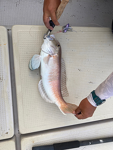 シロアマダイの釣果