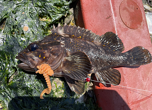 オウゴンムラソイの釣果