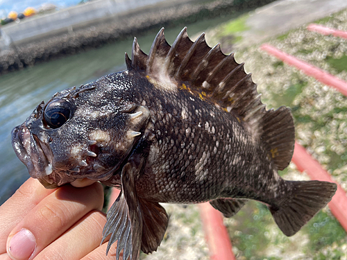 オウゴンムラソイの釣果