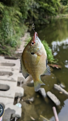 ブルーギルの釣果