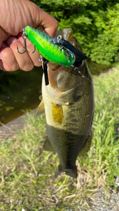 ラージマウスバスの釣果