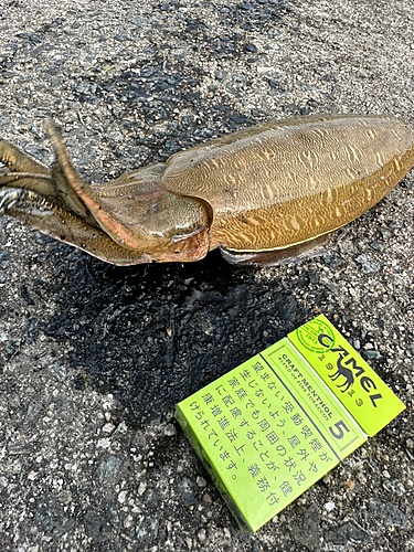 モンゴウイカの釣果