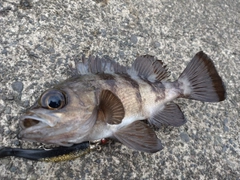 クロメバルの釣果