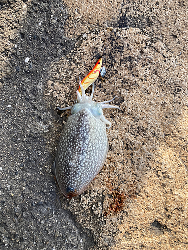 シリヤケイカの釣果