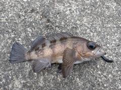 クロメバルの釣果