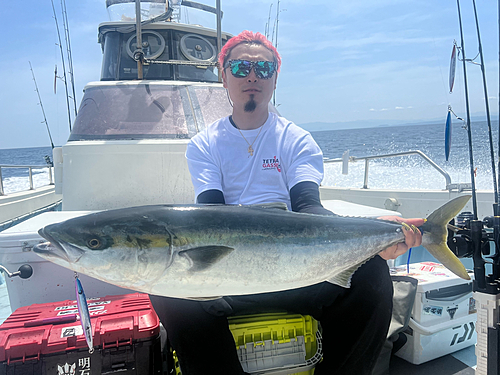 ブリの釣果