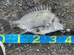 キビレの釣果