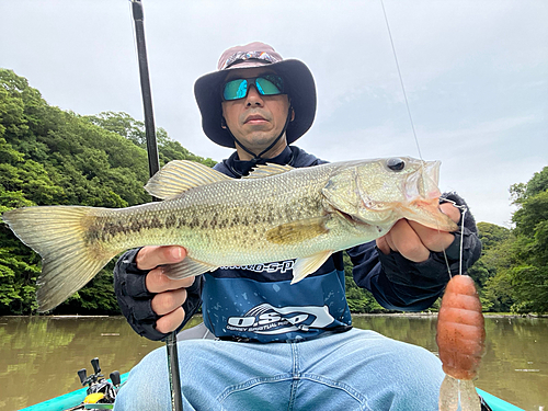 ブラックバスの釣果