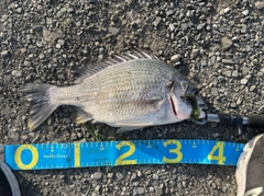 キビレの釣果