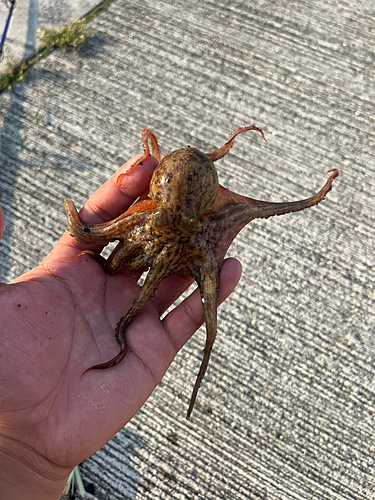 タコの釣果