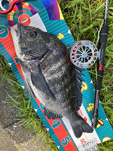 チヌの釣果