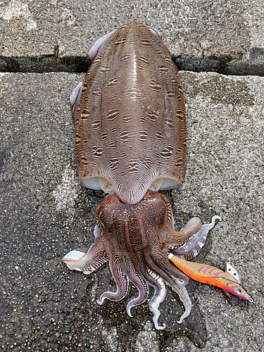 コウイカの釣果