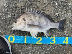 キビレの釣果