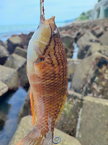 ホシササノハベラの釣果