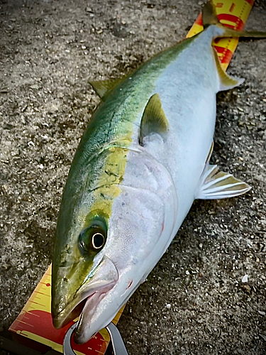 メジロの釣果