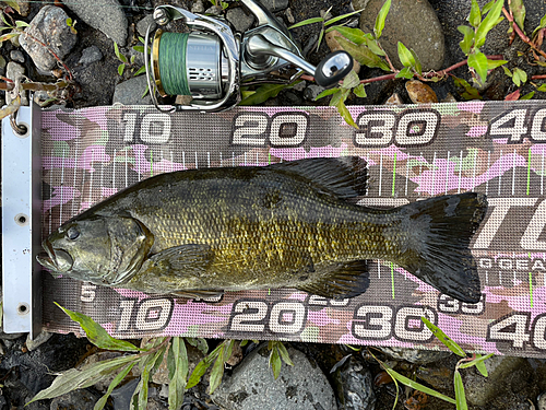 スモールマウスバスの釣果