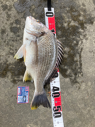 クロダイの釣果