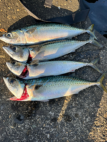 サバの釣果