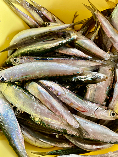 イワシの釣果