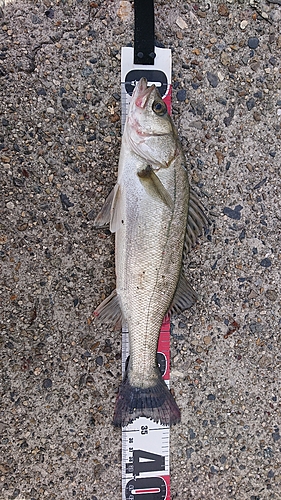 スズキの釣果