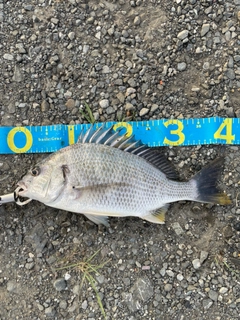 キビレの釣果