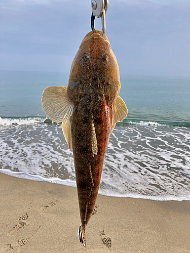 マゴチの釣果