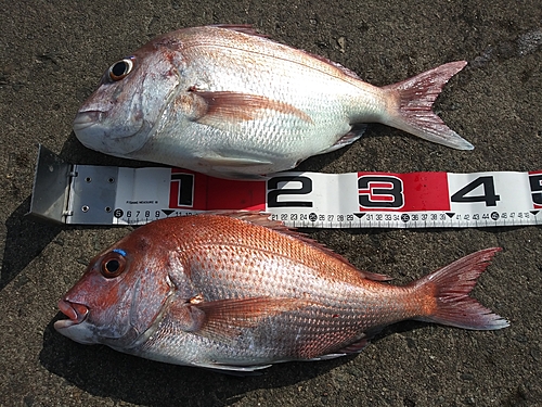 マダイの釣果