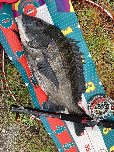 チヌの釣果