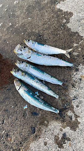 イワシの釣果